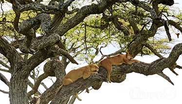 香肠树上休息的雌狮